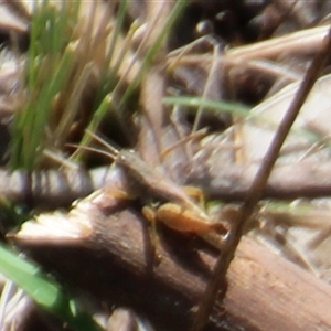 Phaulacridium vittatum (Wingless Grasshopper) at Macquarie, ACT - 16 Feb 2025 by Jennybach