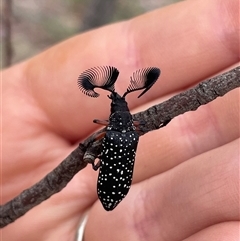 Rhipicera (Agathorhipis) femorata (Feather-horned beetle) at Cook, ACT - Today by LeahColebrook