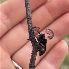 Rhipicera (Agathorhipis) femorata at Cook, ACT - 20 Feb 2025 11:41 AM