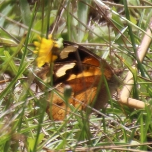 Heteronympha merope (Common Brown Butterfly) at Macquarie, ACT - 16 Feb 2025 by Jennybach