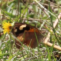 Heteronympha merope at Macquarie, ACT - 16 Feb 2025 02:08 PM