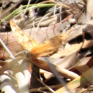 Unidentified Butterfly (Lepidoptera, Rhopalocera) at Macquarie, ACT - 16 Feb 2025 by Jennybach