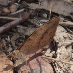 Heteronympha merope (Common Brown Butterfly) at Macquarie, ACT - 16 Feb 2025 by Jennybach