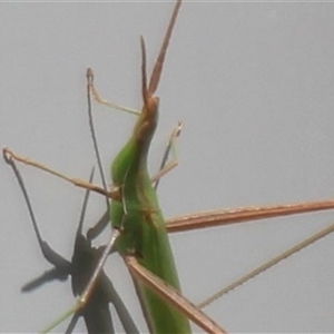 Unidentified Stick insect (Phasmatodea) at Higgins, ACT - 31 Jan 2025 by Jennybach