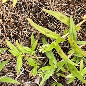 Persicaria prostrata at Braidwood, NSW - 8 Jan 2025 03:48 PM