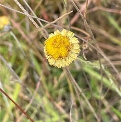 Coronidium gunnianum at Braidwood, NSW - 8 Jan 2025 by JaneR