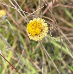 Coronidium gunnianum at Braidwood, NSW - 8 Jan 2025 04:01 PM