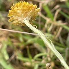 Coronidium gunnianum at Braidwood, NSW - 8 Jan 2025 04:01 PM