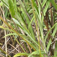 Coronidium gunnianum at Braidwood, NSW - 8 Jan 2025 04:01 PM