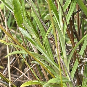 Coronidium gunnianum at Braidwood, NSW - 8 Jan 2025 04:01 PM