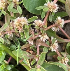 Alternanthera denticulata (Lesser Joyweed) at Braidwood, NSW - 8 Jan 2025 by JaneR