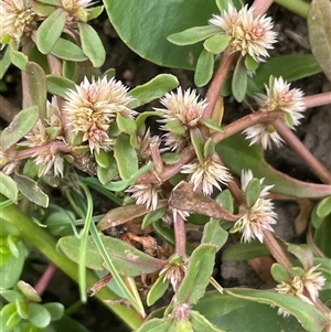 Alternanthera denticulata at Braidwood, NSW - 8 Jan 2025 by JaneR