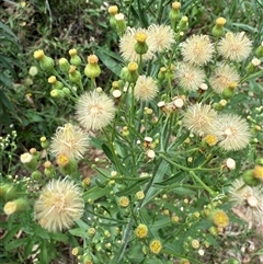 Erigeron bonariensis at Orangeville, NSW - Today by belleandjason