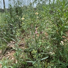 Erigeron canadensis at Orangeville, NSW - 20 Feb 2025 12:42 PM