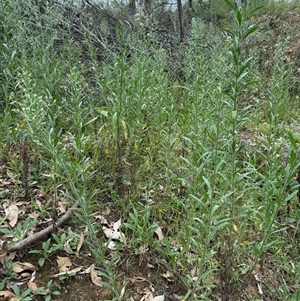 Erigeron canadensis at Orangeville, NSW - 20 Feb 2025 12:42 PM