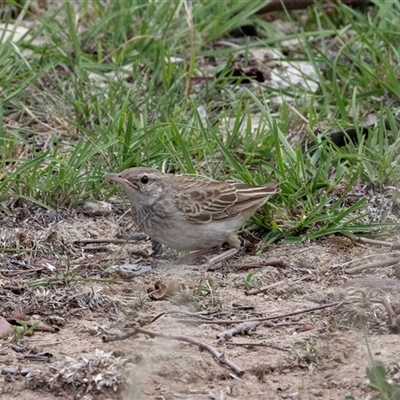 Cincloramphus mathewsi (Rufous Songlark) at Fraser, ACT - 28 Jan 2024 by AlisonMilton