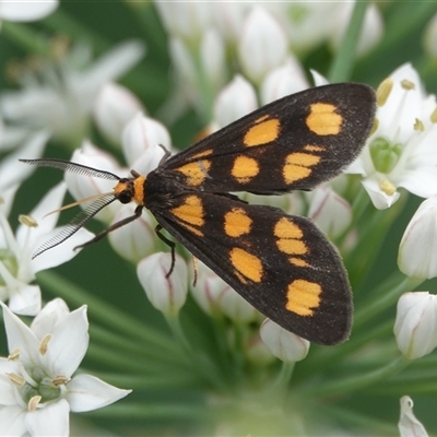 Asura cervicalis (Spotted Lichen Moth) at Hall, ACT - 20 Feb 2025 by Anna123