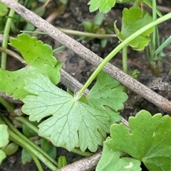 Hydrocotyle sibthorpioides (A Pennywort) at Braidwood, NSW - 8 Jan 2025 by JaneR