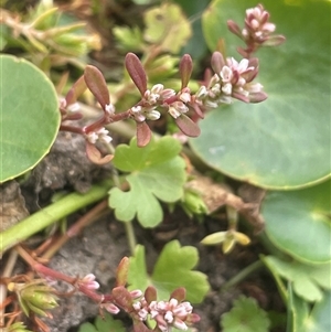 Polygonum plebeium at Braidwood, NSW - 8 Jan 2025 by JaneR