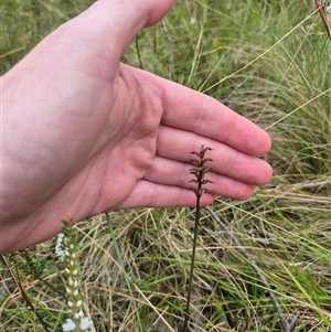 Corunastylis nuda at Monga, NSW - suppressed