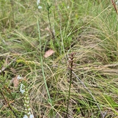 Corunastylis nuda at Monga, NSW - suppressed