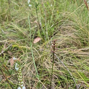 Corunastylis nuda at Monga, NSW - suppressed