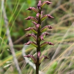 Corunastylis nuda at Monga, NSW - suppressed