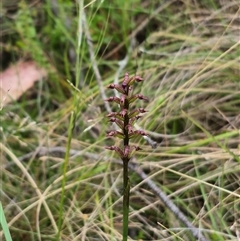 Corunastylis nuda at Monga, NSW - suppressed