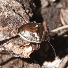 Eysarcoris sp. (genus) (A stink bug) at Hall, ACT - 18 Feb 2025 by Anna123