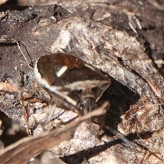 Eysarcoris sp. (genus) at Hall, ACT - 18 Feb 2025 12:57 PM