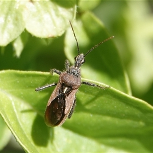 Coranus trabeatus (An assassin bug) at Hall, ACT - 18 Feb 2025 by Anna123