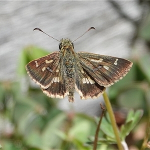 Dispar compacta (Barred Skipper) at Hall, ACT - 17 Feb 2025 by Anna123