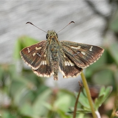 Dispar compacta (Barred Skipper) at Hall, ACT - 17 Feb 2025 by Anna123