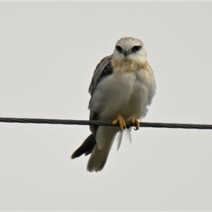 Elanus axillaris at Dunlop, ACT - Today by Thurstan