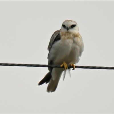 Elanus axillaris (Black-shouldered Kite) at Dunlop, ACT - 20 Feb 2025 by Thurstan