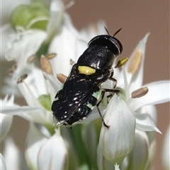 Odontomyia hunteri (Soldier fly) at Hall, ACT - 17 Feb 2025 by Anna123