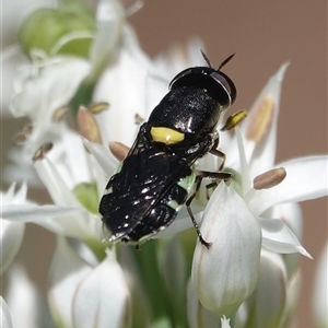 Odontomyia hunteri (Soldier fly) at Hall, ACT - 17 Feb 2025 by Anna123