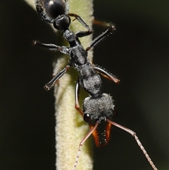 Myrmecia sp., pilosula-group (Jack jumper) at Paddys River, ACT - 19 Feb 2025 by TimL