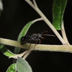 Myrmecia sp., pilosula-group at Paddys River, ACT - 19 Feb 2025 10:56 AM