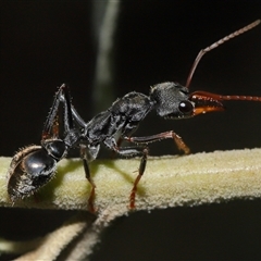 Myrmecia sp., pilosula-group at Paddys River, ACT - 19 Feb 2025 10:56 AM