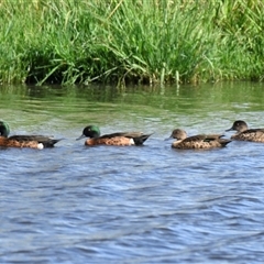 Anas castanea (Chestnut Teal) at Dunlop, ACT - 15 Feb 2025 by Thurstan