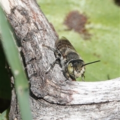 Megachile (Eutricharaea) serricauda (Leafcutter bee, Megachilid bee) at Hall, ACT - 16 Feb 2025 by Anna123