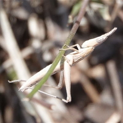 Keyacris scurra (Key's Matchstick Grasshopper) at Hall, ACT - 16 Feb 2025 by Anna123