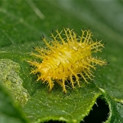 Epilachna sumbana (A Leaf-eating Ladybird) at Weston, ACT - Today by Kenp12