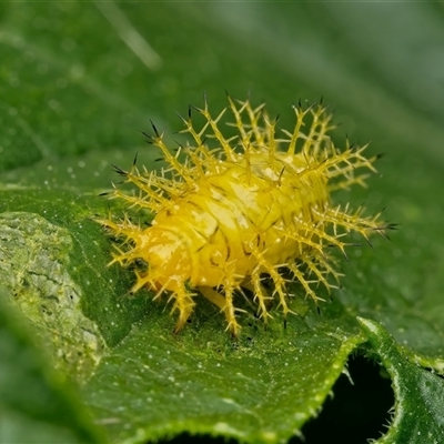 Epilachna sumbana (A Leaf-eating Ladybird) at Weston, ACT - Today by Kenp12