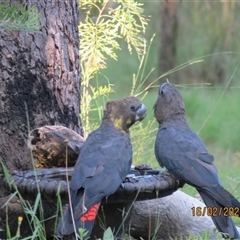 Calyptorhynchus lathami lathami (Glossy Black-Cockatoo) at Bonny Hills, NSW - 18 Feb 2025 by pls047