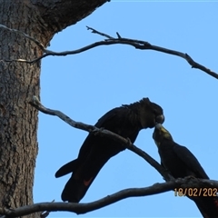 Calyptorhynchus lathami lathami at Bonny Hills, NSW - suppressed