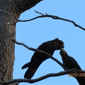 Calyptorhynchus lathami lathami at Bonny Hills, NSW - suppressed