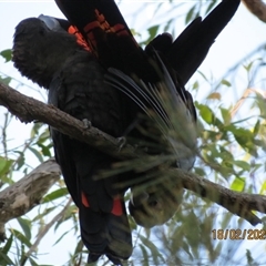 Calyptorhynchus lathami lathami at Bonny Hills, NSW - suppressed