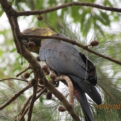 Calyptorhynchus lathami lathami at Bonny Hills, NSW - suppressed